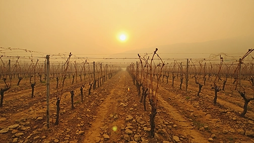 climate change and wine