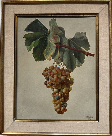 A painting of Xarelo at the Vinseum in Penedes