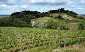 Gavi DOCG: The Crisp White That Made Italian Wine Critics Fall in Love Again