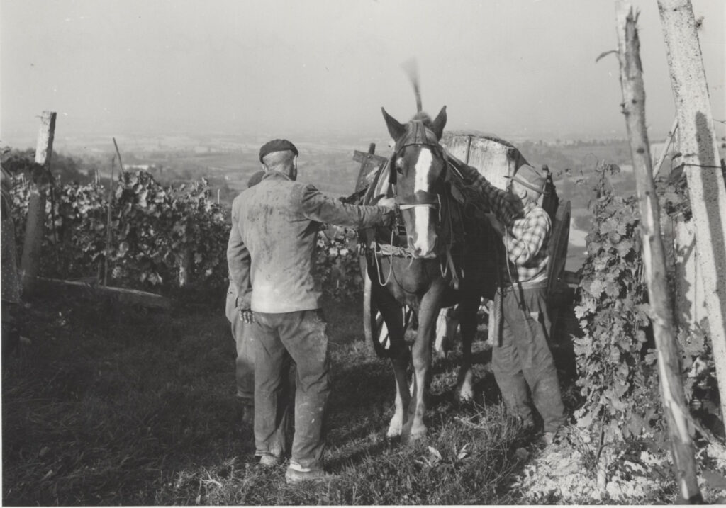 Barbera