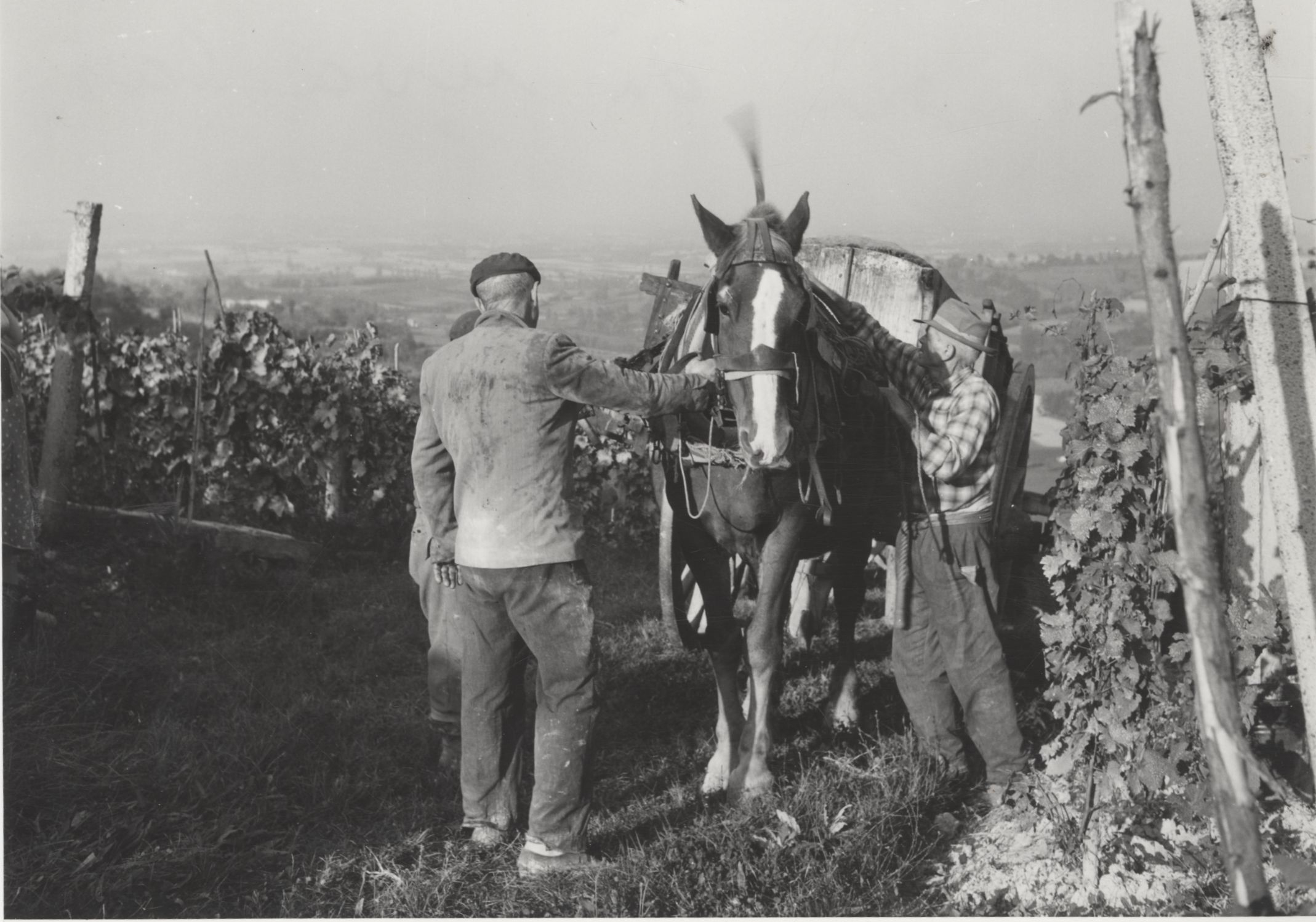 Barbera