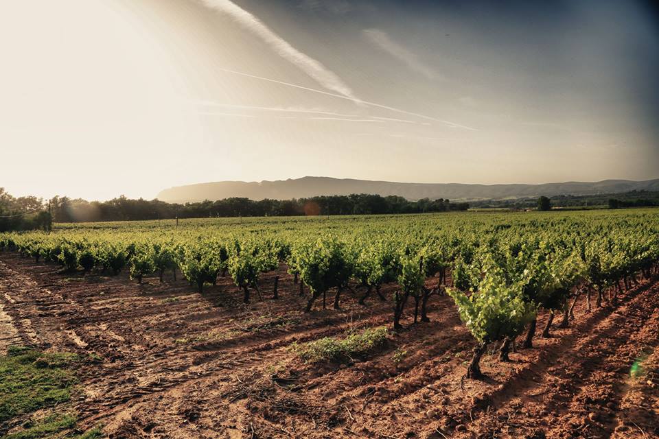 Château Roquefeuille Stands Out From The Crowd Of Provence Rosé