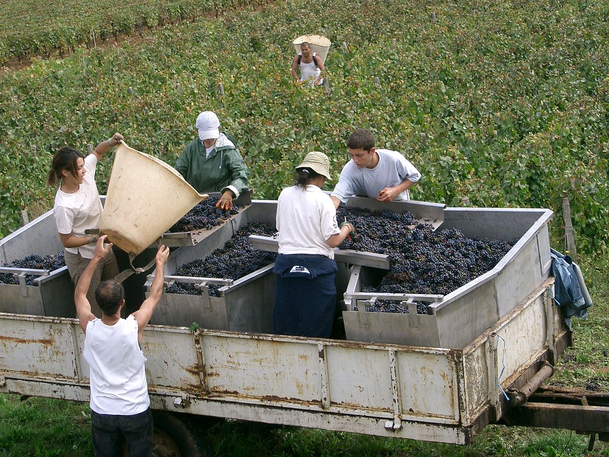 Obsessed With Vintage: Red Wine and Thinking Beyond The Year