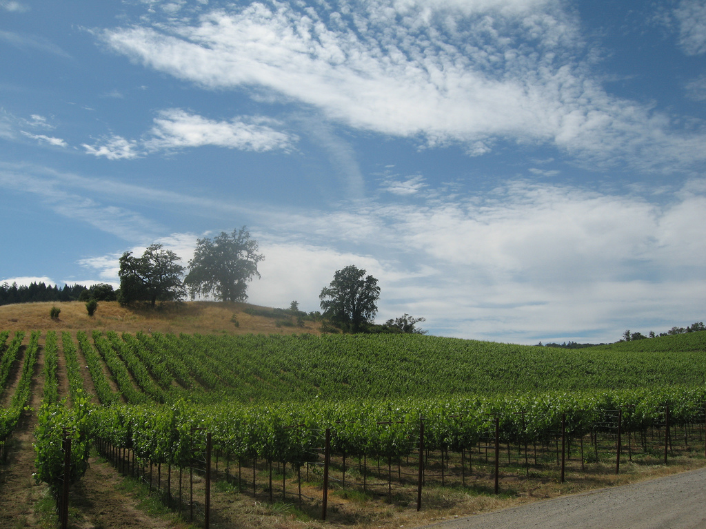 Know Thy Enemy: 10 Vineyard Insect Pests