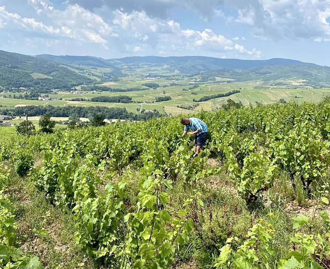 Domaine Mont Bessay: Rethinking Excellence in Beaujolais