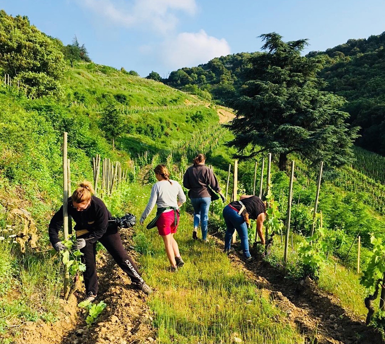 How Jean-Luc Colombo’s Passion for Vin de Garde Transformed the Cornas Appellation