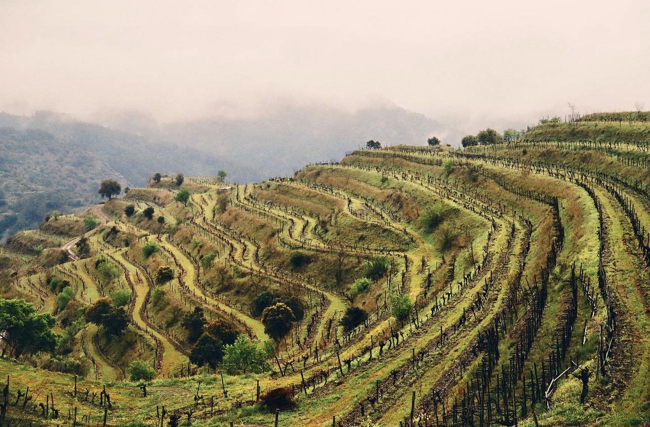 Clos Mogador and The Rise of Regenerative Viticulture