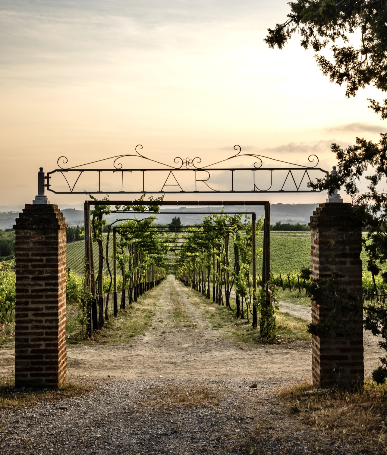 San Felice’s Vitiarium: A Taste of Heritage, Terroir, and Exploration