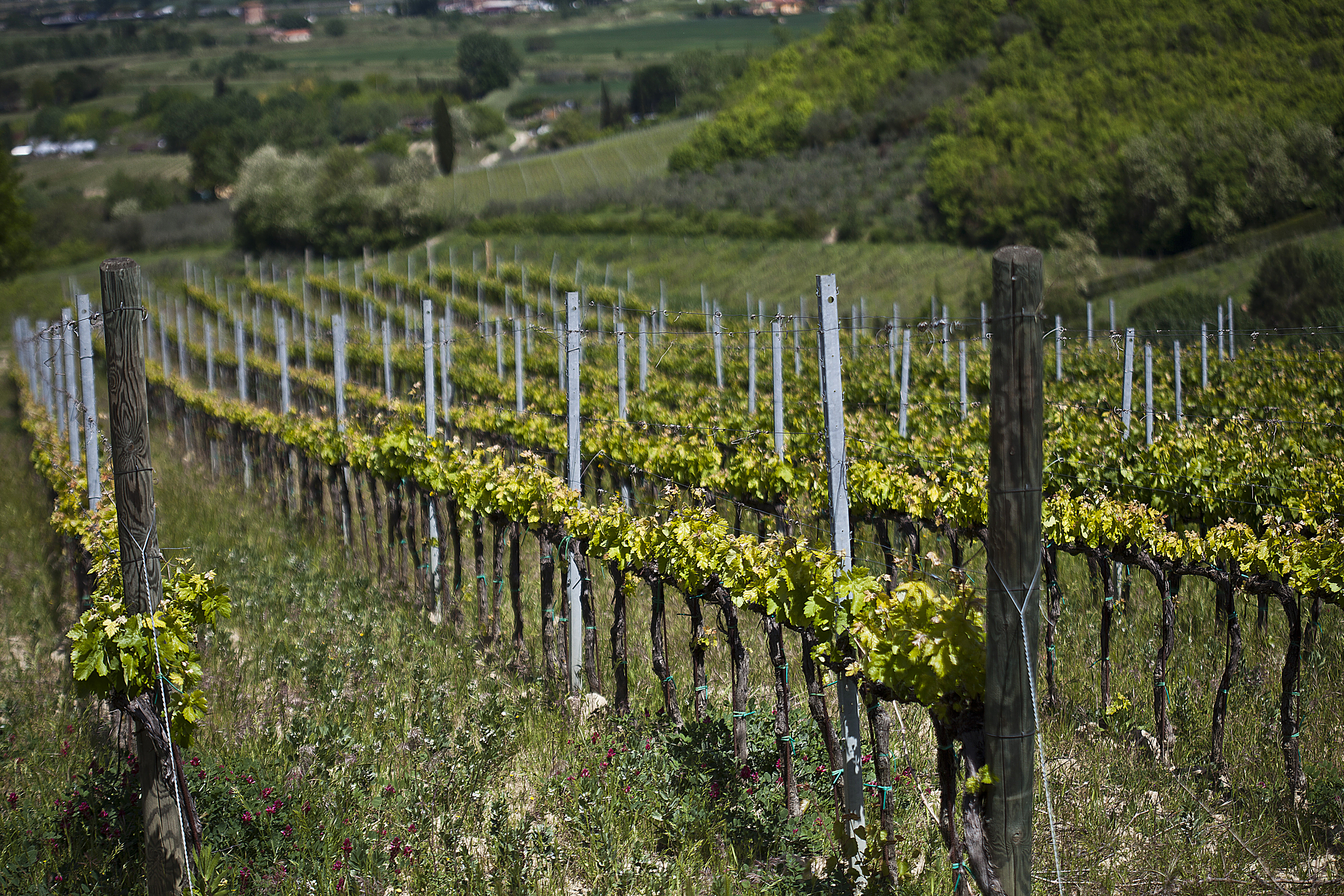 Chianti’s Pietro Beconcini Winery, Where Tempranillo and Sangiovese Grow Side by Side