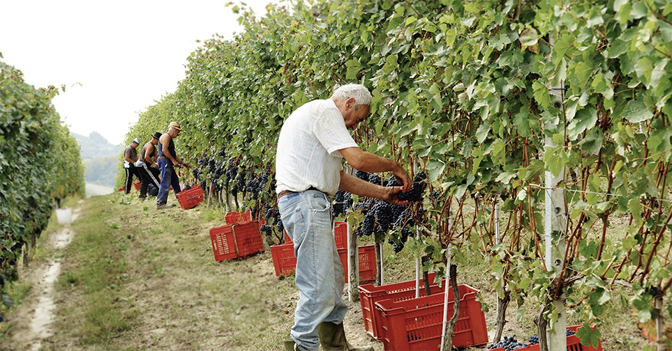 Fratelli Ponte's Massimo Ponte on the Beauty of Barbera