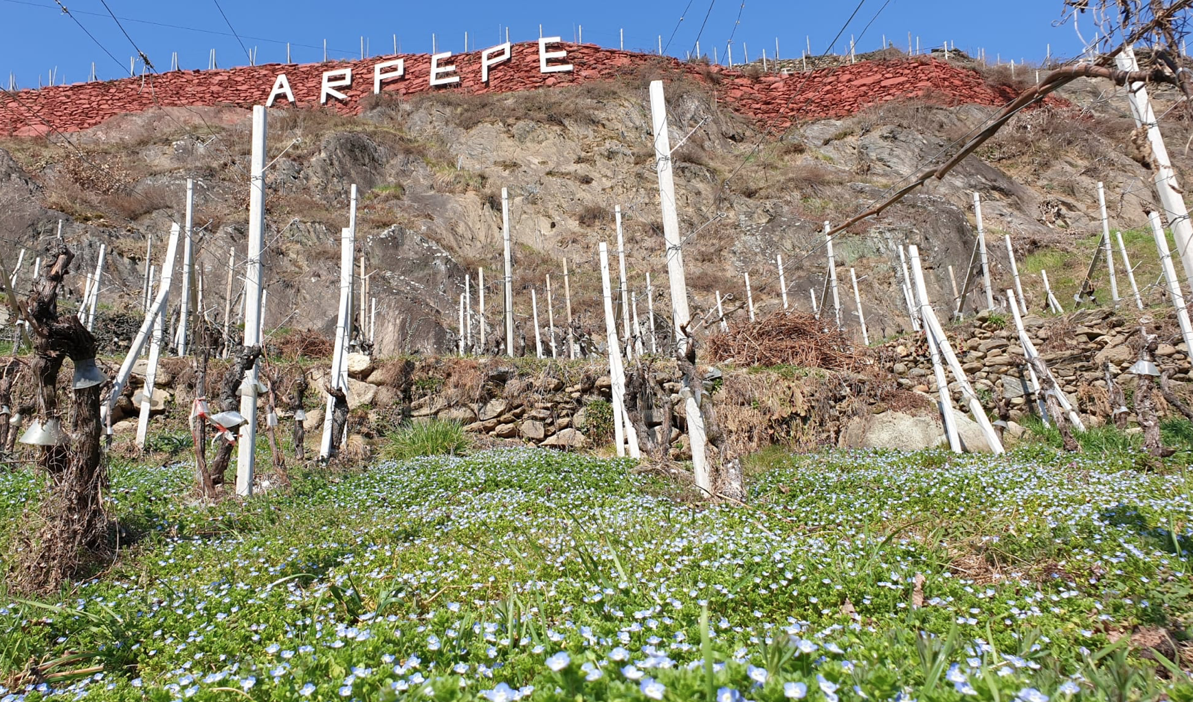 "Crystal Clear" - The Alpine Nebbiolos of Ar.Pe.Pe with Isabella Pelizzatti Perego