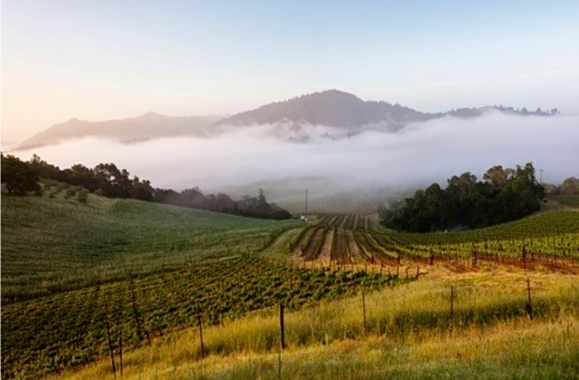 Sonoma County’s Three Top Appellations For Pinot Noir