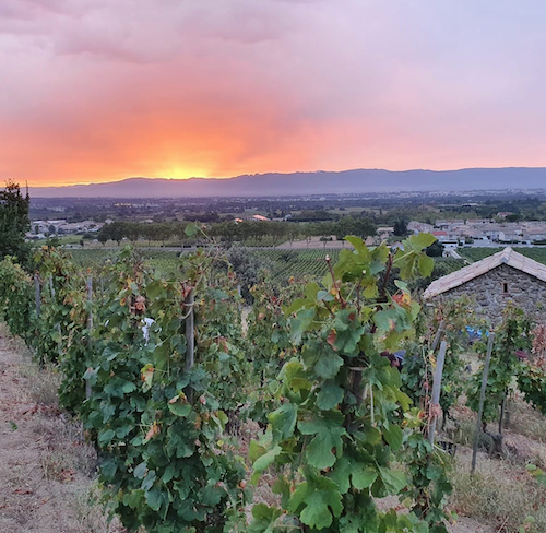 Lionel Fraisse of Alain Voge on the Terroir of Cornas, Going Organic and Climate Change