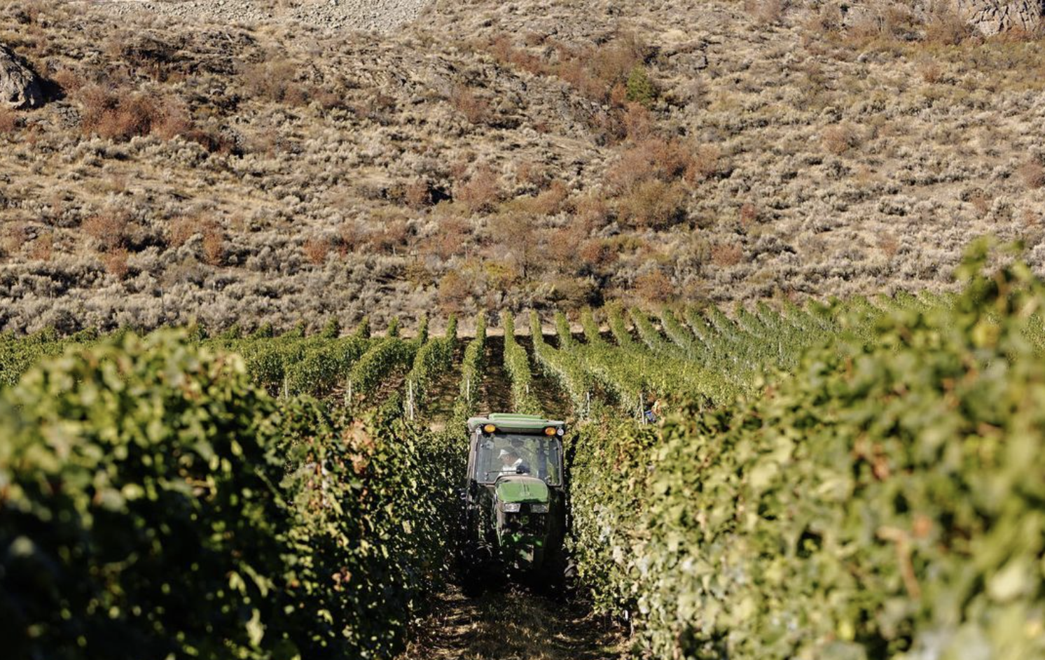 A Beginner’s Guide to Canada’s ‘Cool’ Wines: The Surprisingly Warm British Columbia