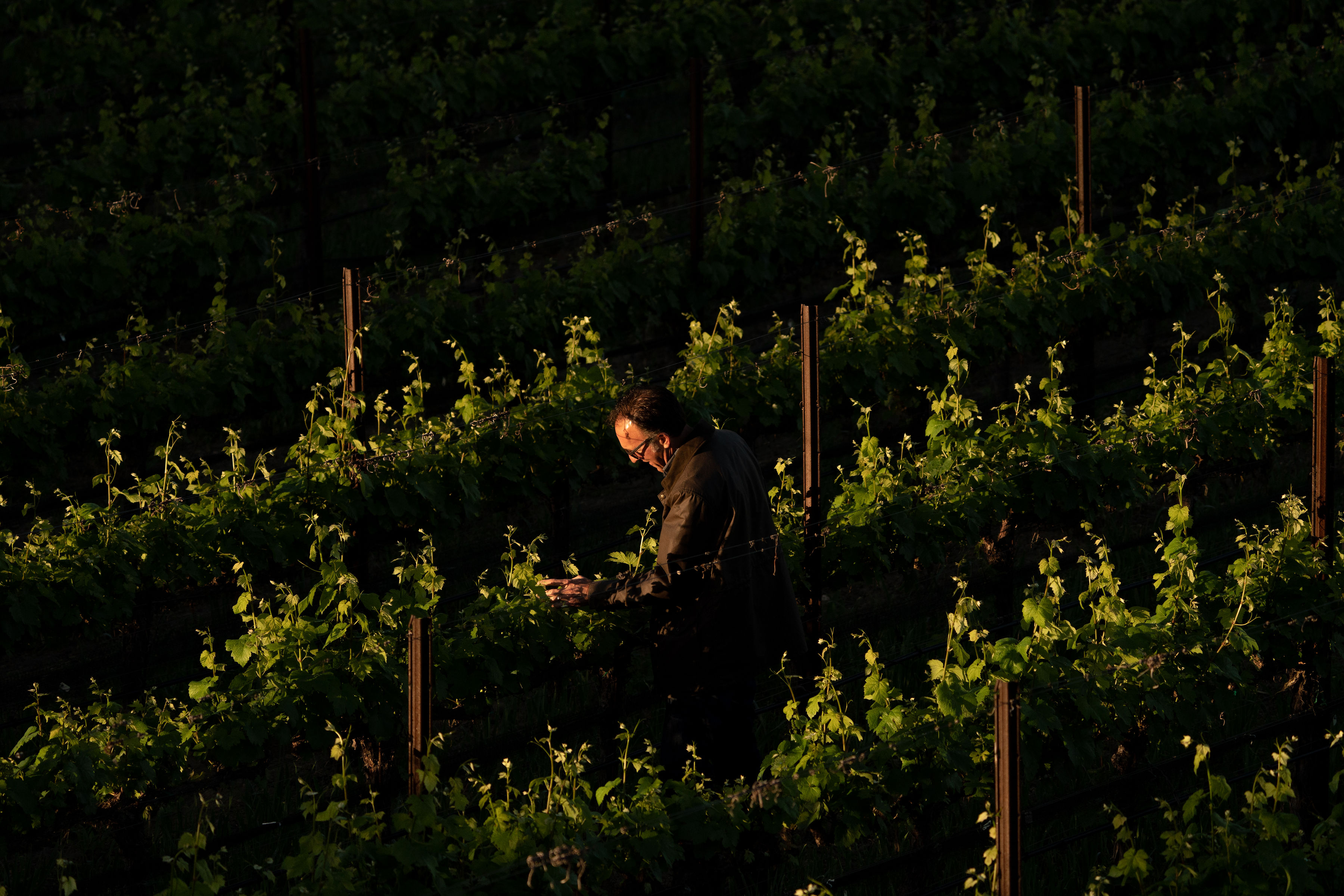 Farming for Wine at Talley Vineyards