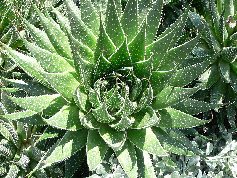 Mint, Aloe, and Lemongrass: Lotion, Shampoo, or Wine?