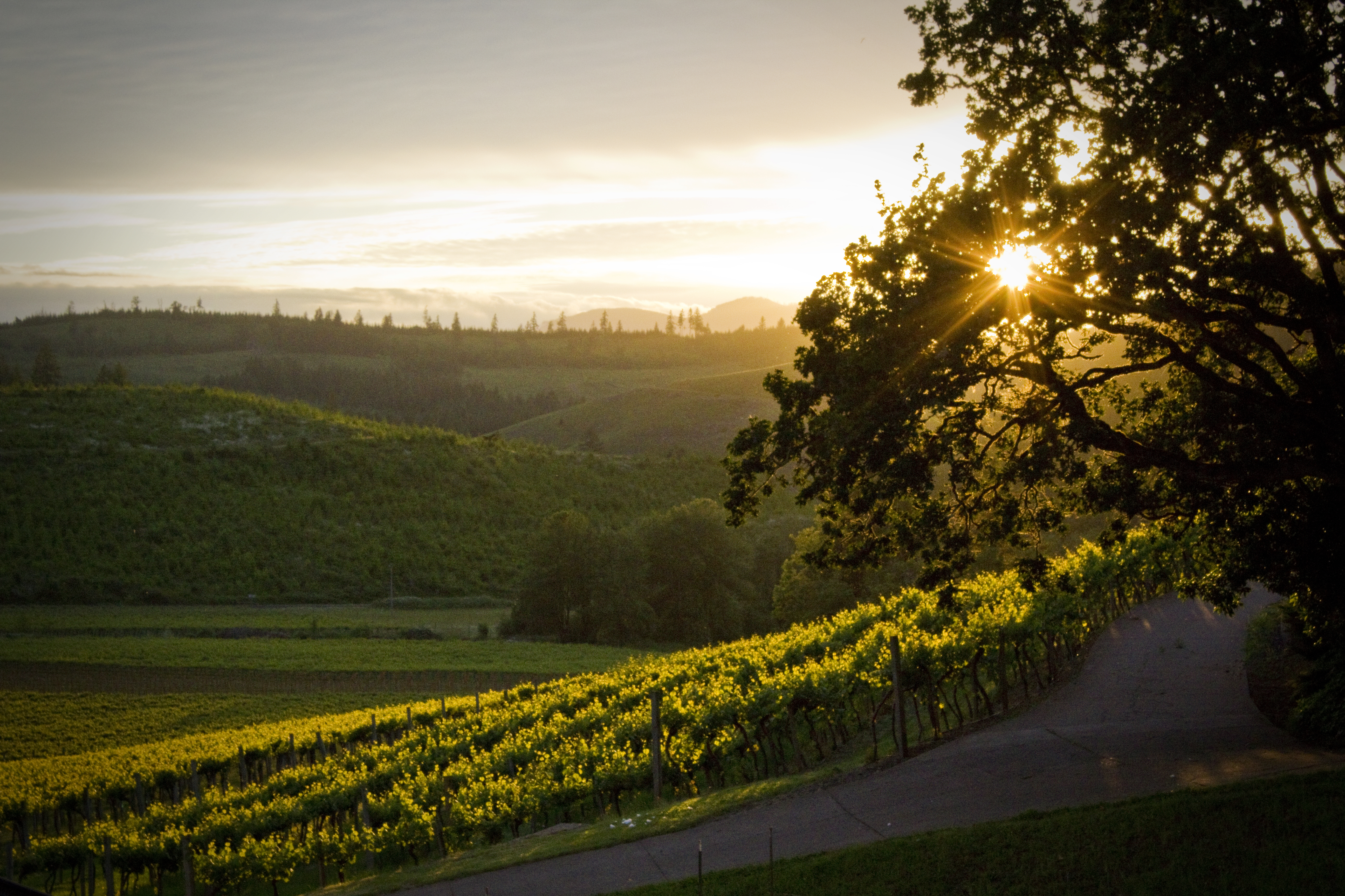 American Wine Story and the Making of A Winegrower