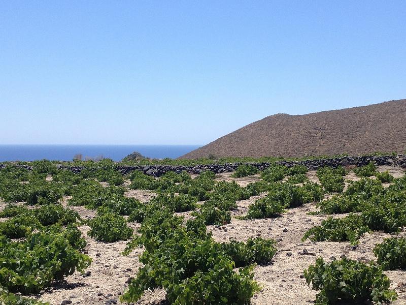 Mountain-Grown American Assyrtiko