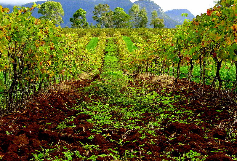 Terroir: Now With Less Soil, More Light