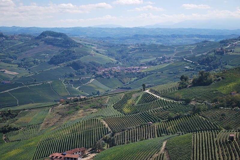 Vote For Barolo!