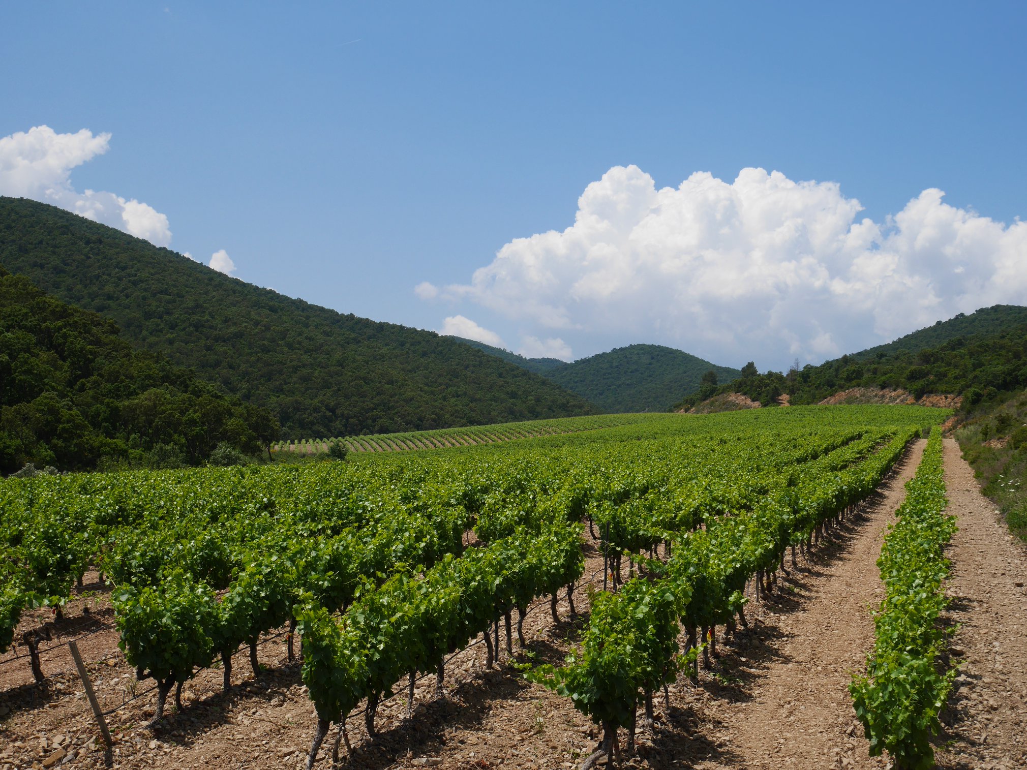 Diane Gualtieri of Château Pas du Cerf and Château Camp Long on the Elegance of Provence Rosé