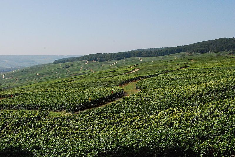 Positive Impacts of Global Warming on Champagne?