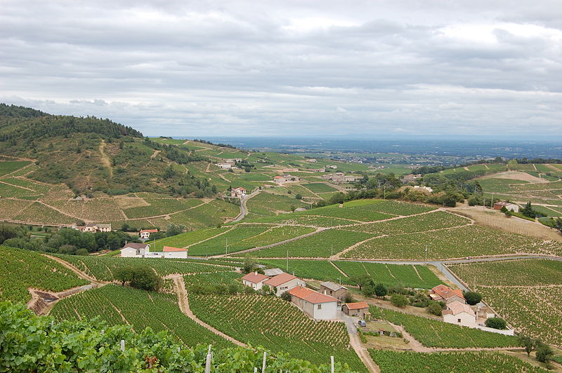 Why Does Red Graves Taste Like Tannic Beaujolais?