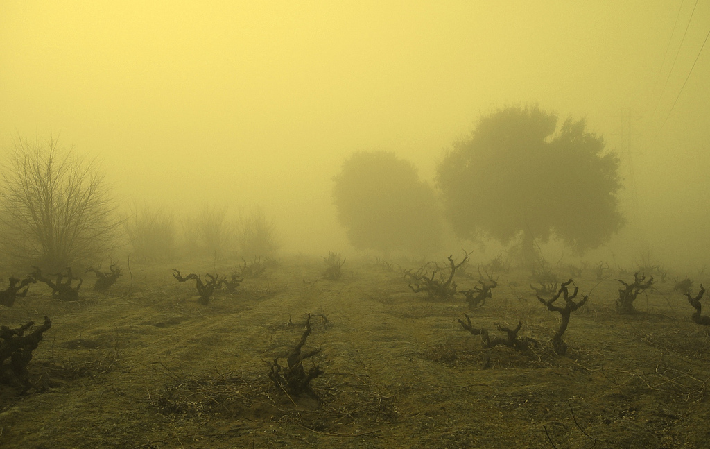 Mourvèdre: The Heart of California's Cline Cellars
