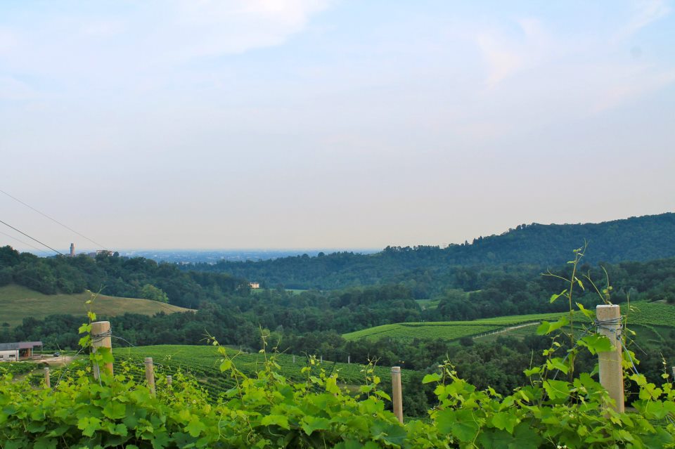 A Sparkling Italian Wine Made From Wildbacher