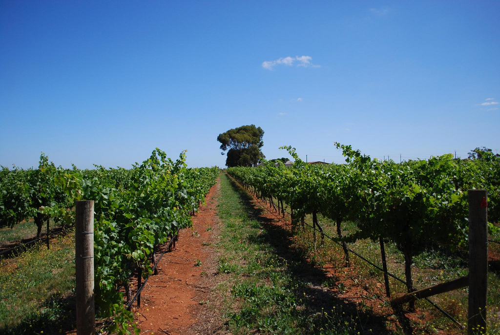 Soil is Sexy: 5 Views on the Connection Between Wine and Dirt