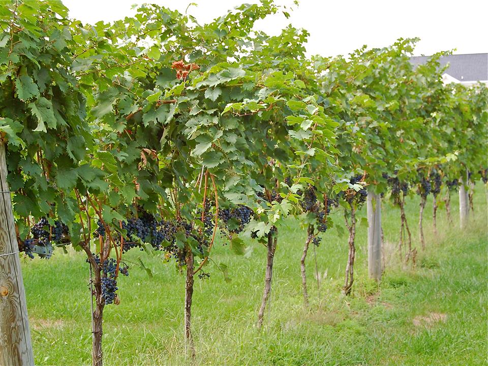 #winechat Roundup: Lori Corcoran Talks Virginia Wine and Cider