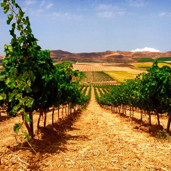 Explore Wine With Grape Collective