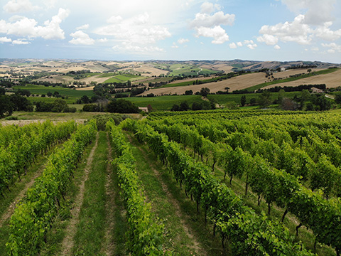 Going Organic in Castelli di Jesi: Claudio Caldaroni of Col di Corte