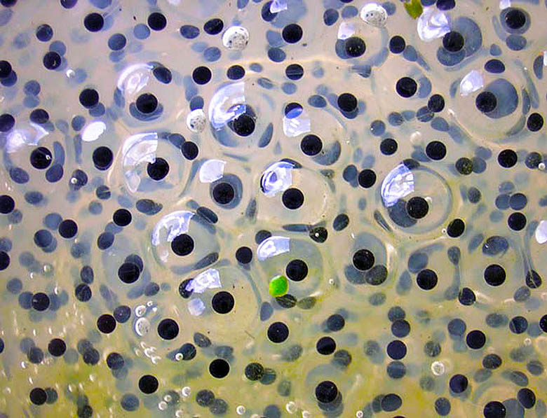 How Frog Eggs Help Grapevines