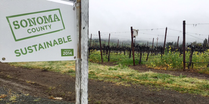 Can Sustainability Put Sonoma Wines On Top?