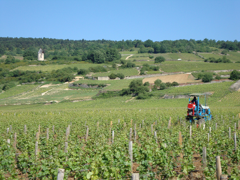 Is Refusing to Spray Your Vines With Chemicals a Crime?