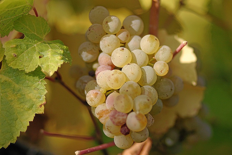 Staking a Livelihood on Oregon Riesling: Trisaetum