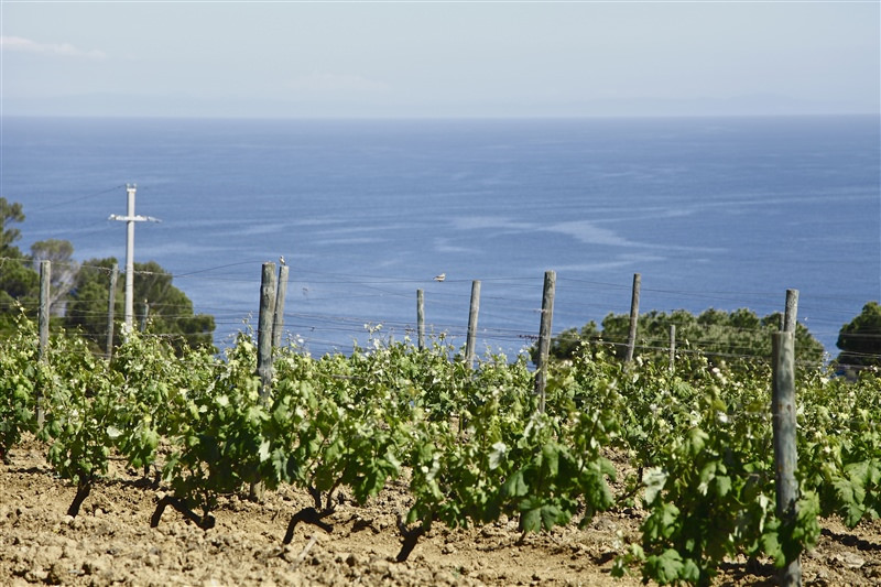 An Italian White Wine Made By Prisoners