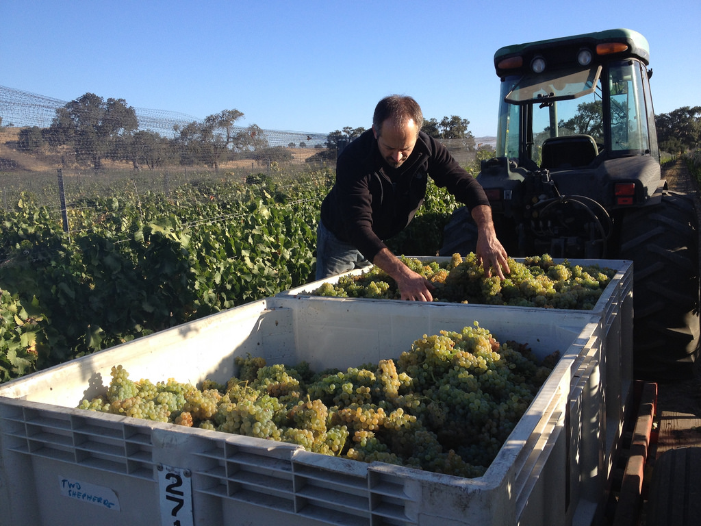 The Seven Percent Solution Tasting: California’s Underdog Grapes