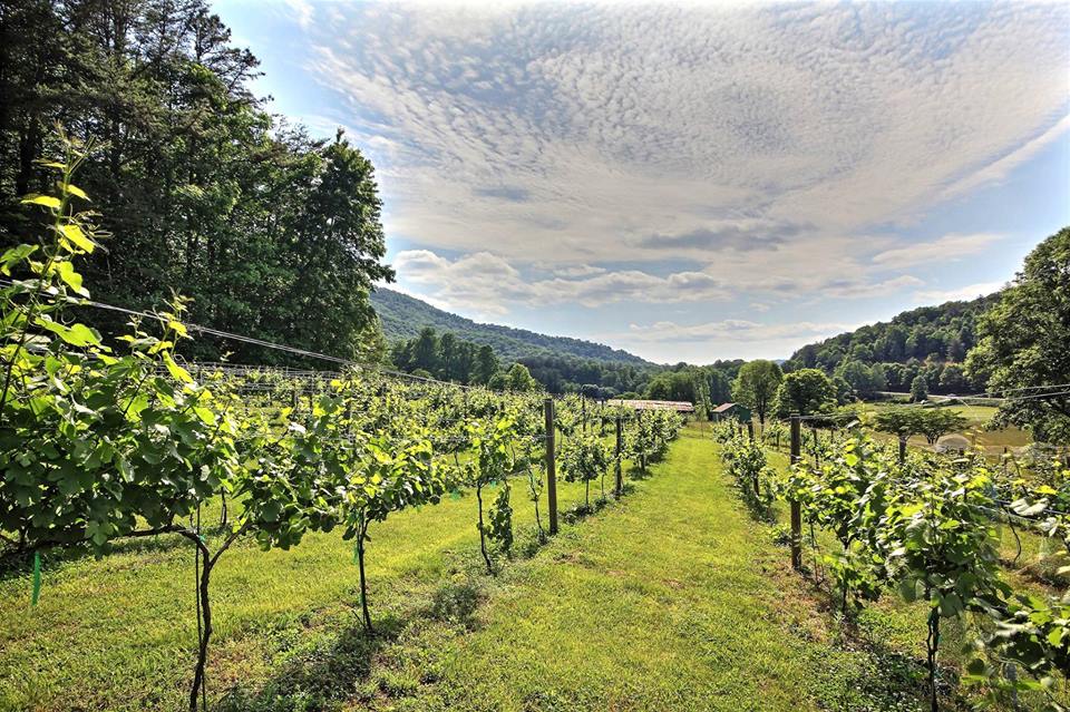 Georgia's First AVA: Upper Hiwassee Highlands