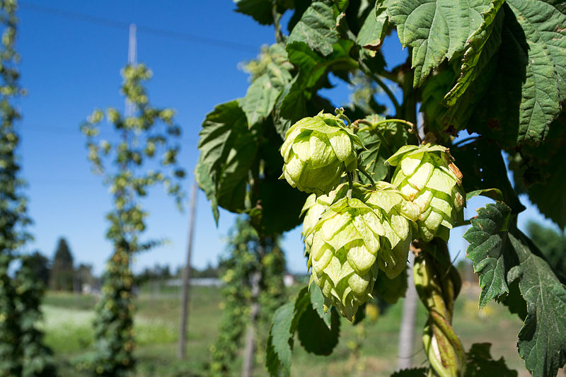 How About A Glass of Dry-Hopped Chardonnay?