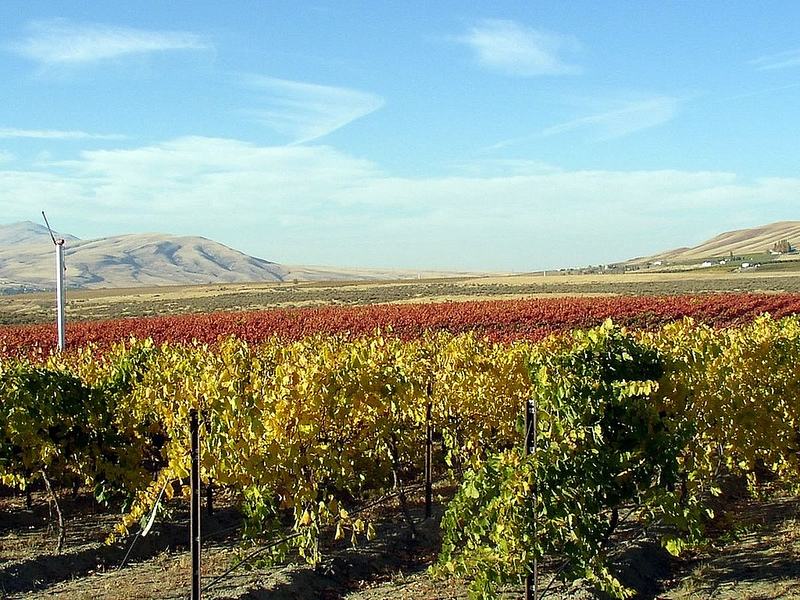 Showing the Lemberger Love: Kiona Vineyards and Winery – Grape