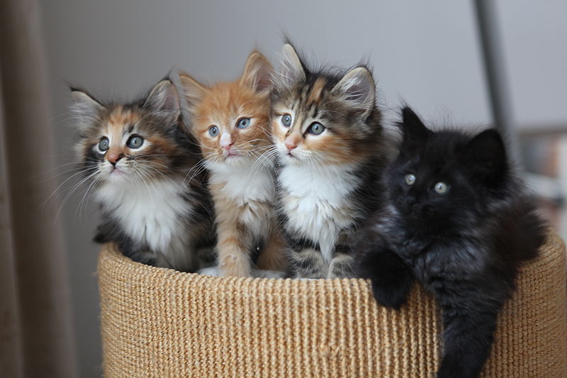 Do You Think Wine Plus a Room Full of Kittens Equals Awesome?