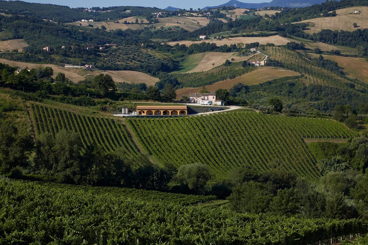 "Unheard of!" No More: Riccardo Baldi Wants to Put the Marche on Your Wine Map