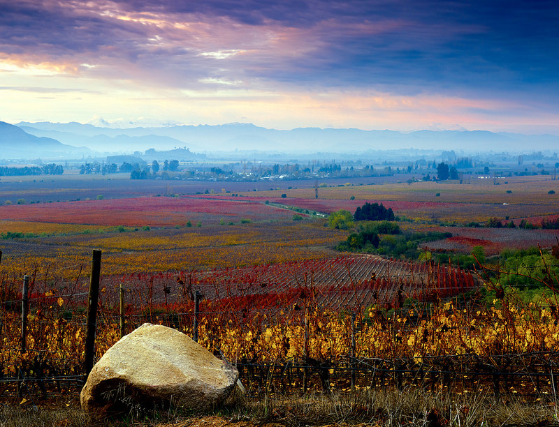 The Link Between The Root and The Rock: Biodynamics at Lapostolle