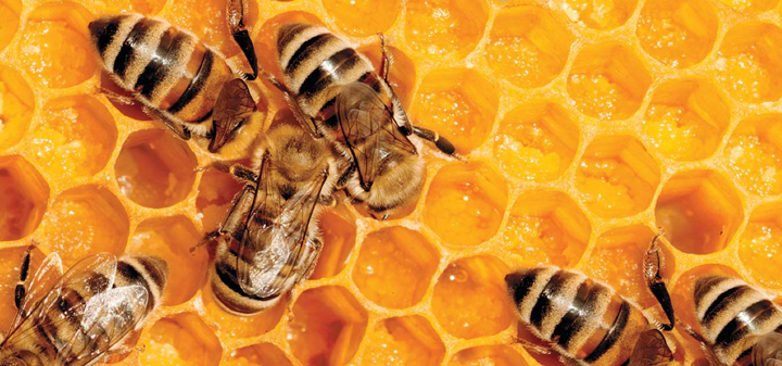 Mead: A Time Before Wine