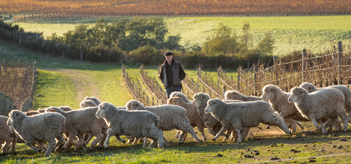 Sustainable Because: It's About Working with Nature, Not Fighting Against It