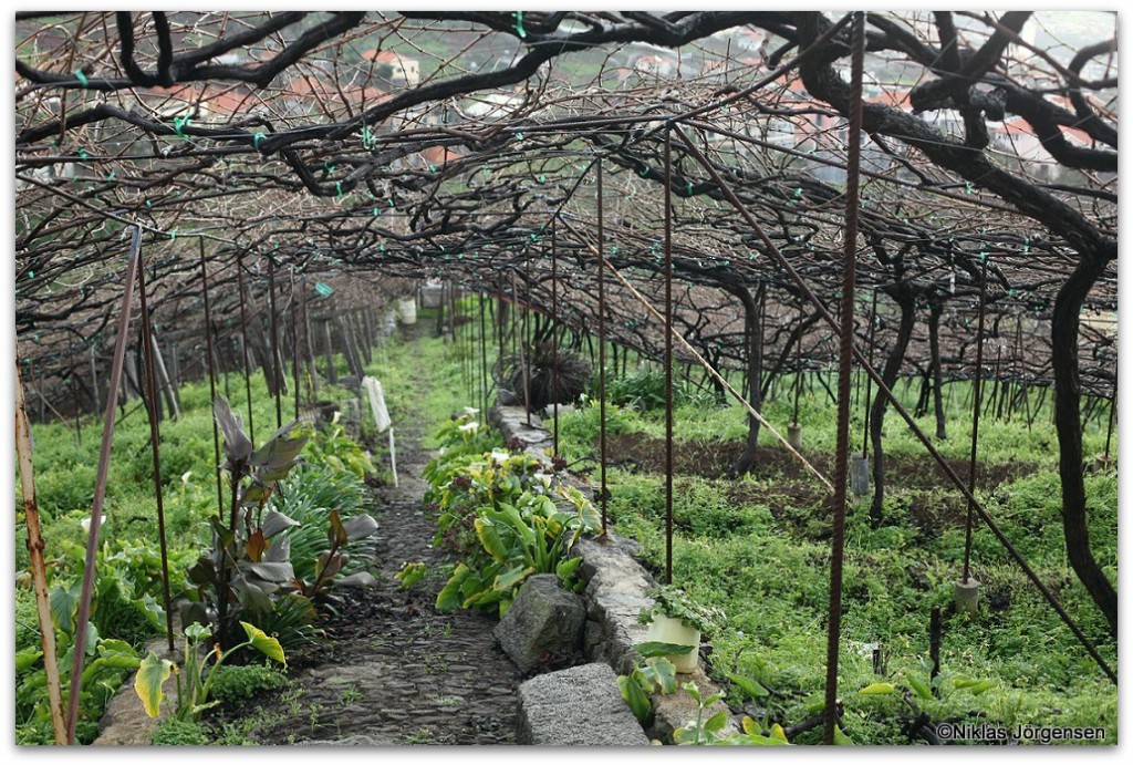 Madeira With Sushi and Other Surprises About a Unique Wine