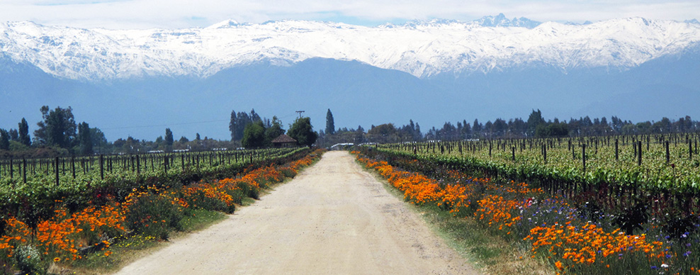 Five Warmer Weather Holiday Wine Destinations