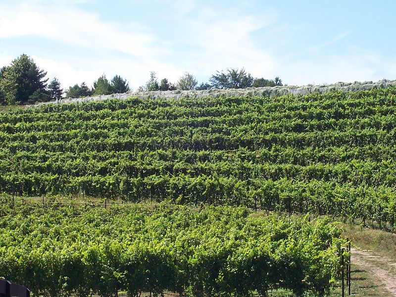 Michigan Case Study: Why Do People Visit  Winery Tasting Rooms?